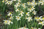 Daffodil Sampler - One of Everything!!! 