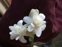 Polianthes tuberosa 'Tuberose' Double Bloom- 5 tubers