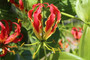 Gloriosa rothschildiana var. Oriental Super fire lily - 5 tubers