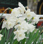 Daffodil 'Mount Hood' - 5 bulbs