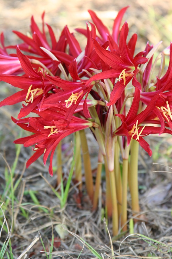 -oxblood-schoolhouse-lilies-multiple-blooms-600-x-400.jpg