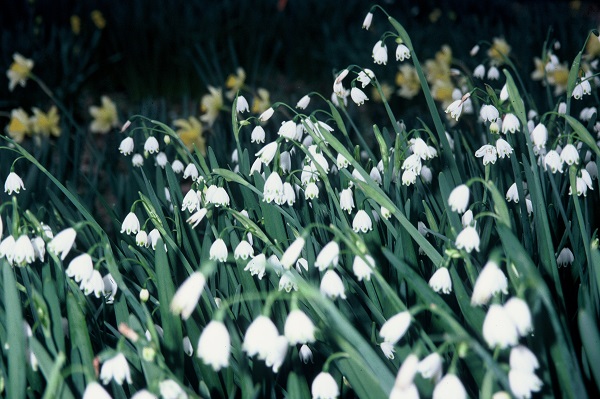 Snowflake Aestivum Giant Bulbs – Harris Seeds