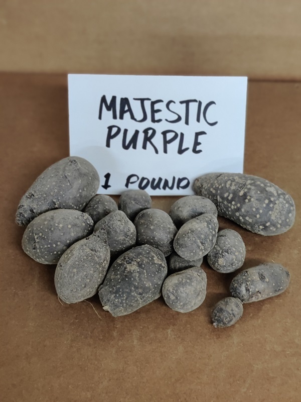 2024-majestic-purple.jpg