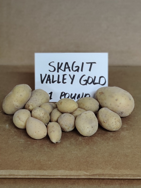 2024-skagit-valley-gold.jpg