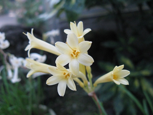 2048px-cyrtanthus-mackenii2-white-kenpei-in-japan-license.jpg