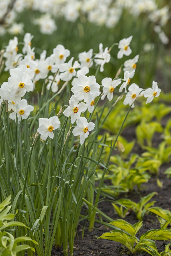 The Poet's Daffodil Actaea, Narcissus