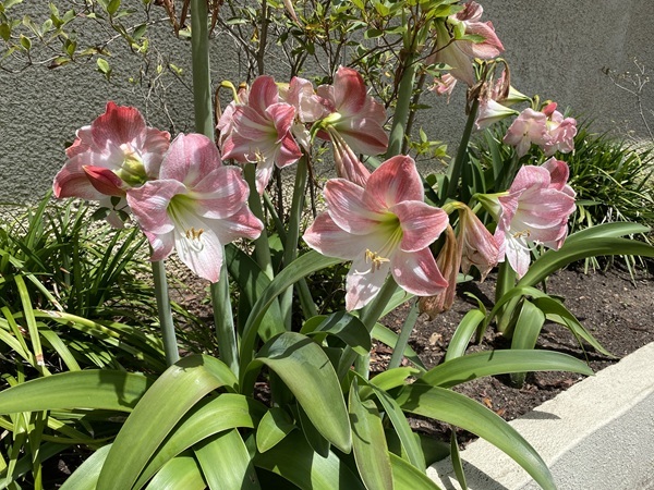 amaryllis-vittatum-3.jpg amaryllis-vittatum-3.jpg