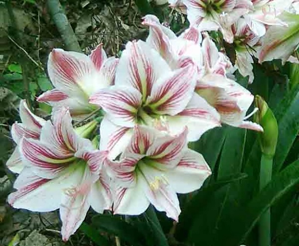 amaryllis-vittatum-bloom-only-lovely-600-x-450.jpg