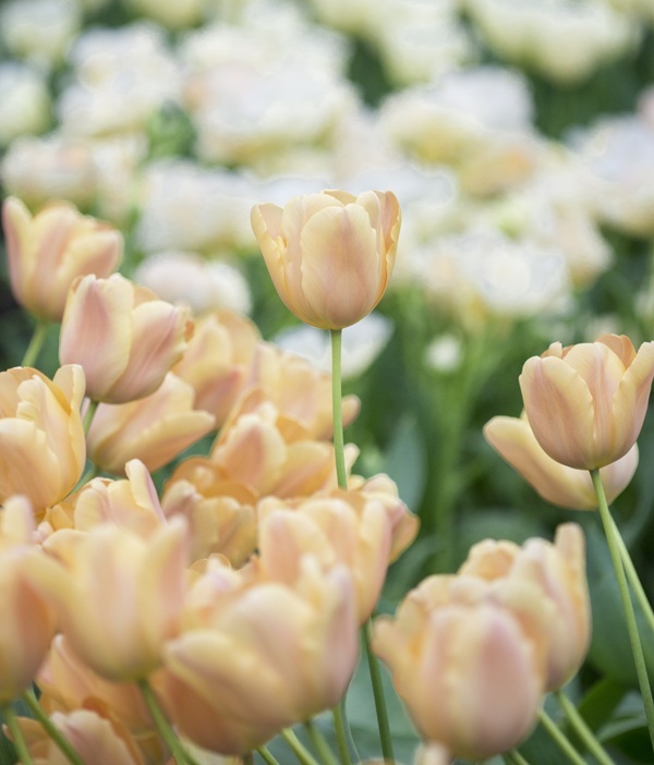 apricot-foxx-dsc6689.jpg apricot-foxx-dsc6689.jpg