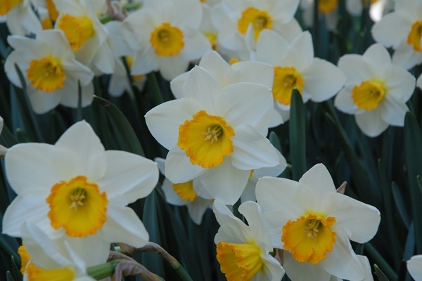 april-queen-sized-600x400.jpg