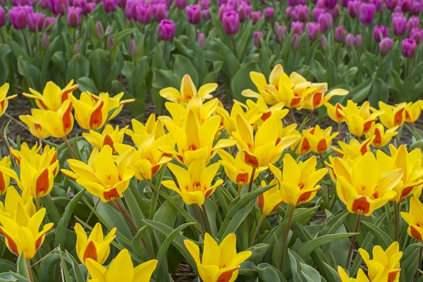 best-group-of-tulipa-tschimganica-600-x-400.jpg