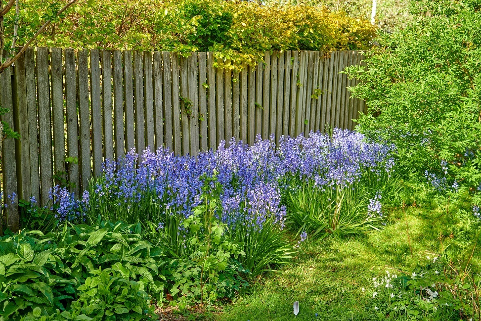 bluebells-resized.jpg