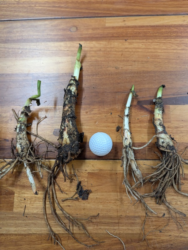 bulbs-offered.jpg
