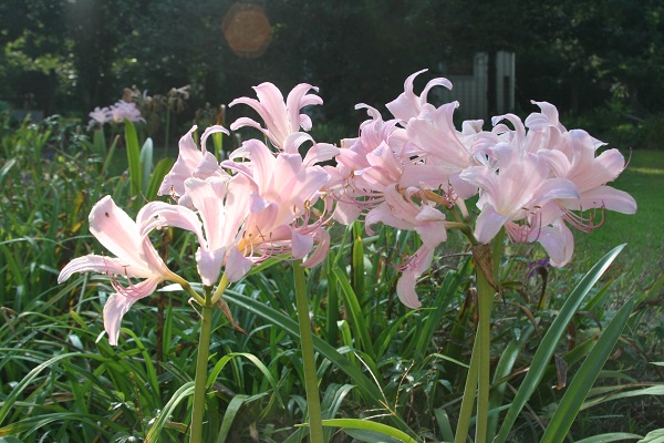 bunch-of-lycoris-squamigera-naked-lady-600-x-400.jpg