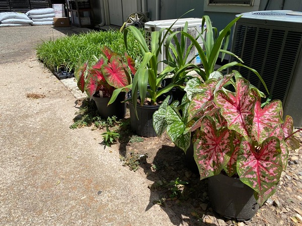 caladiums-in-a-row-600-x-450.jpeg