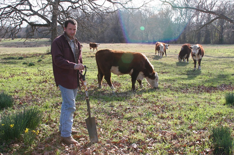 campernelles-and-cows.jpg