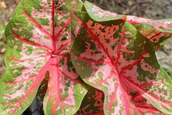 carolyn-whorton-pink-caladium-in-sunshine-with-drop-of-water.jpg