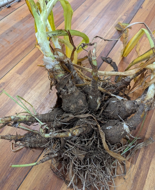 clump-from-07-24-2025-11-bulbs.jpg