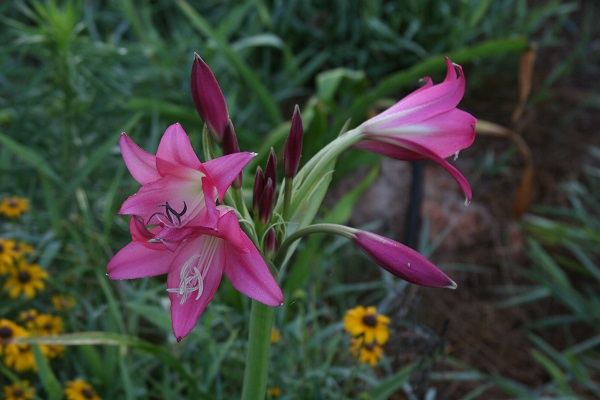 crinum-ellen-bosanquet-600-x-400-up-close.1.jpg