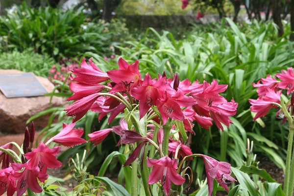 crinum-ellen-bosanquet-bountiful-blooms-600-x-400.jpg