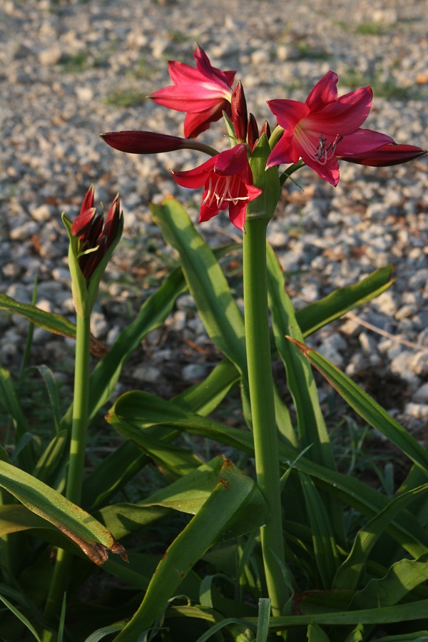 crinum-ellen-bosanquet-full-stalk-early-morning-600-x-900.jpg