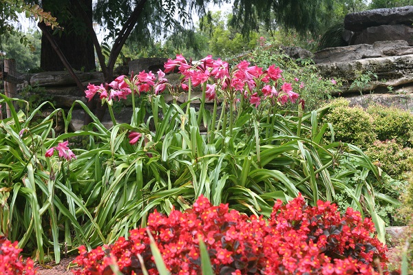 crinum-ellen-bosanquet-landscaping-600-x-400.jpg