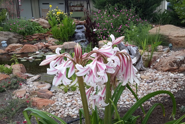 crinum-herbertii-milk-and-wine-600-x-405.jpg