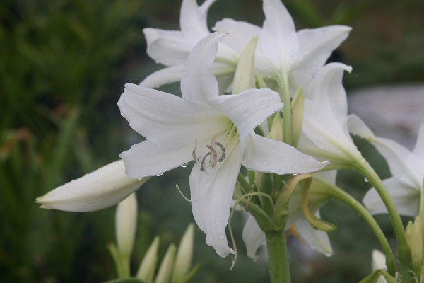 Crinum 'White Fluff