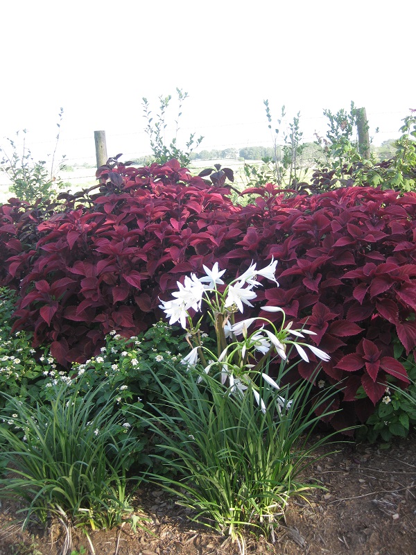 crinum-summer-nocturne-full-plant-in-front-of-red-hedge-600-x-800.jpg