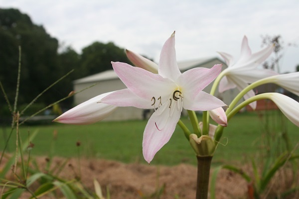 crinum-summer-nocturne-in-front-of-barn-600-x-400.1.jpg