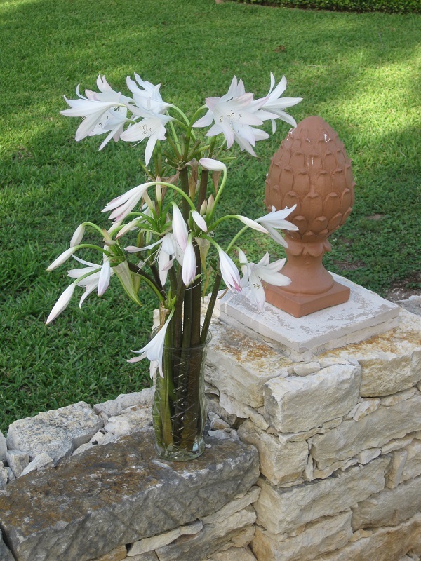 crinum-summer-nocturne-in-glass-vase-600-x-800.1.jpg