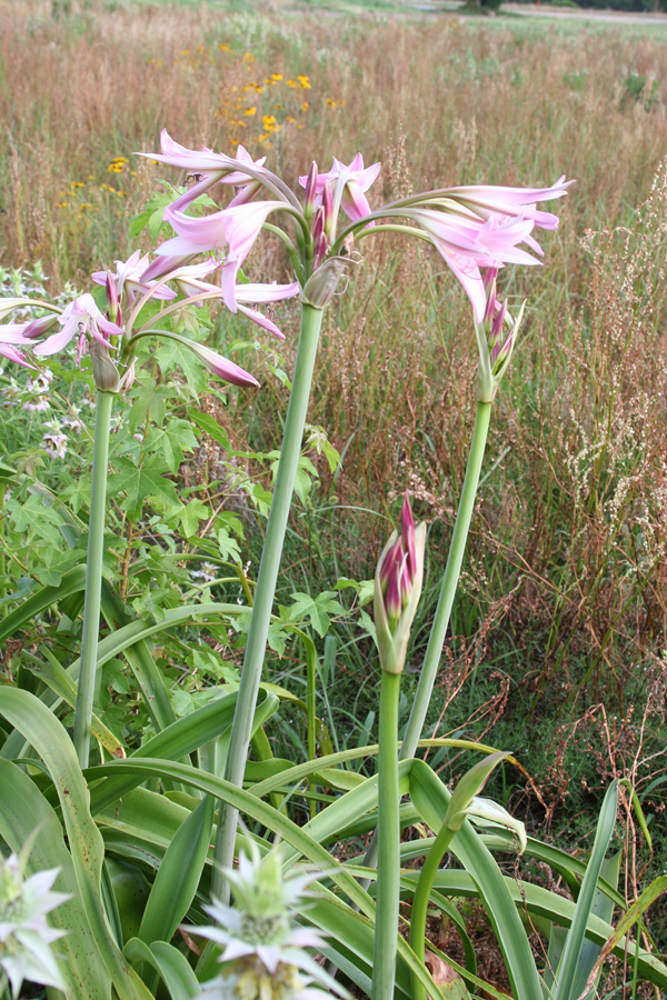 crinum-x-powellii-1.1.png