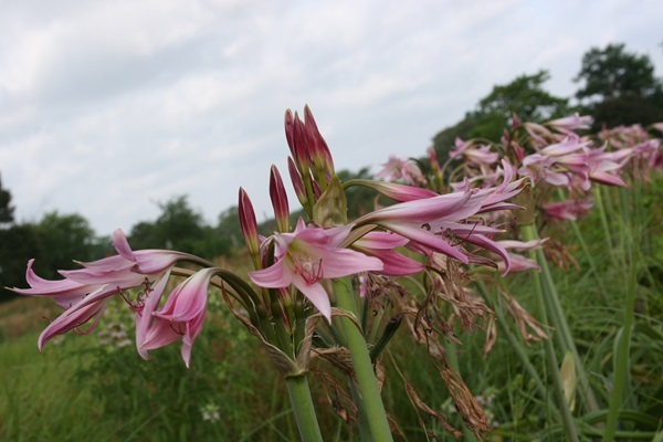 crinum-x-powellii-7.jpg