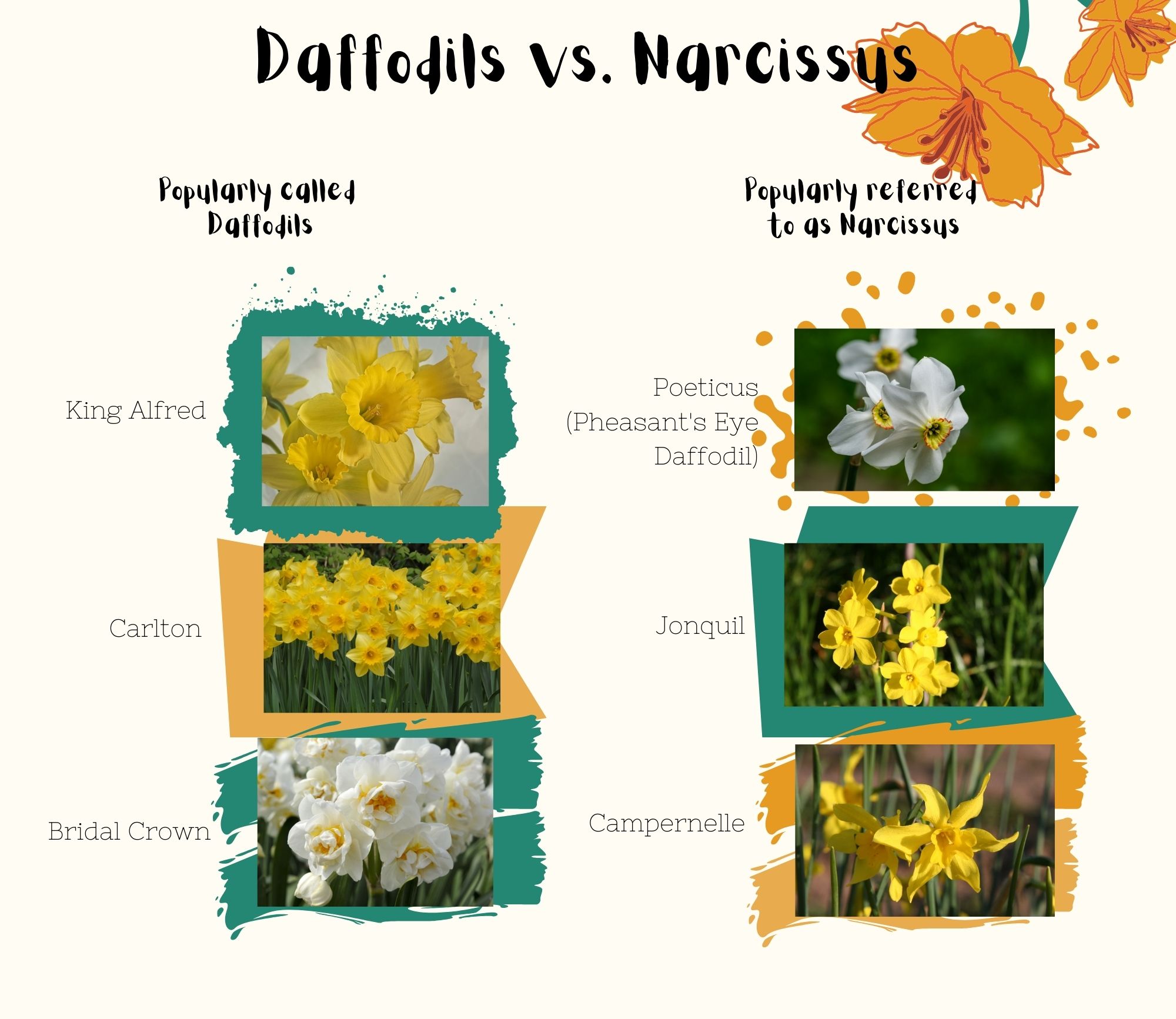 14 Daffodil Facts You Need to Know - Birds and Blooms