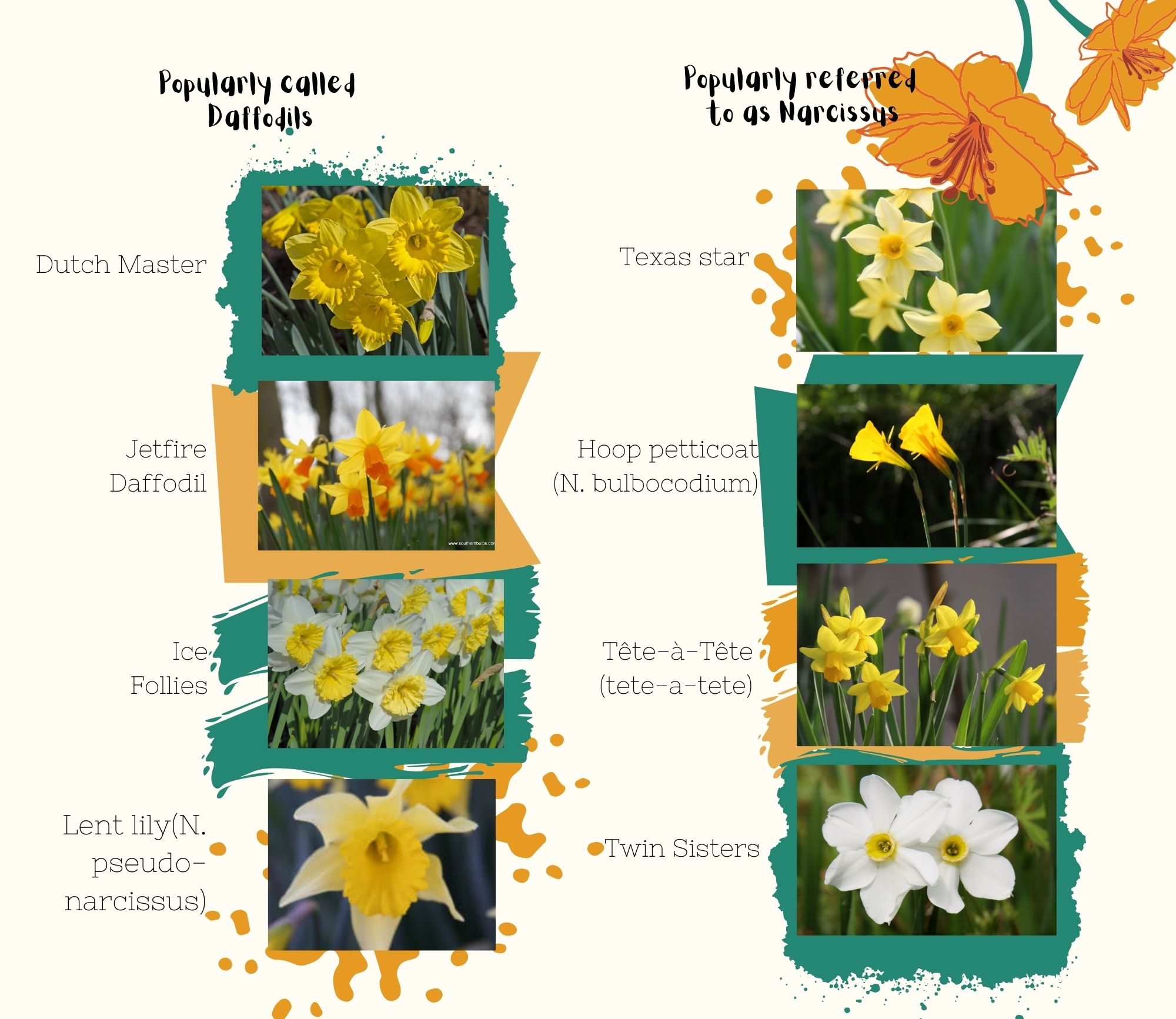 14 Daffodil Facts You Need to Know - Birds and Blooms