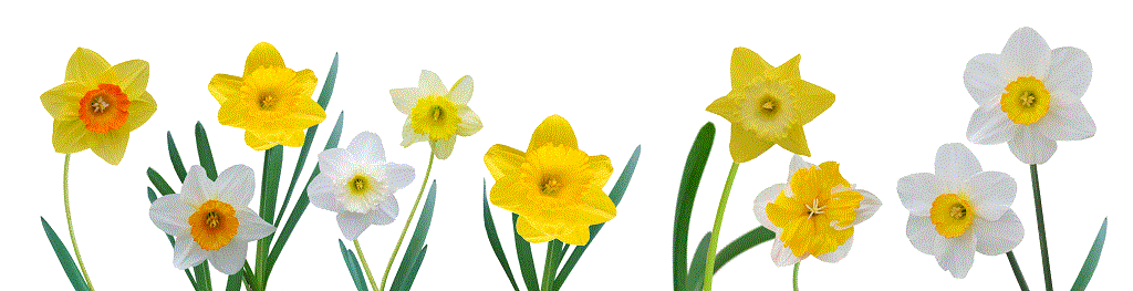 daffodilheaderresize.gif