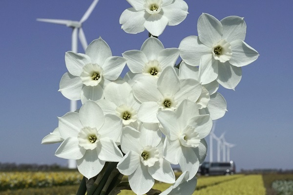 dainty-miss-600x400.jpg