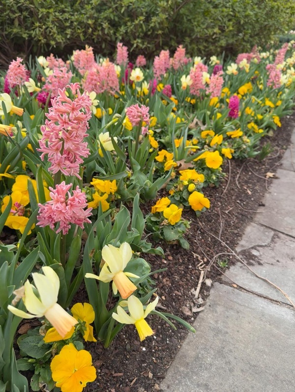 dallas-arboretum-hyacinth-and-daffodils.jpg