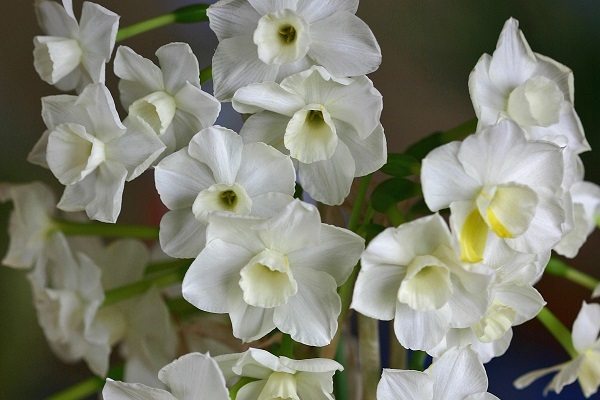desert-bells-600x400.jpg