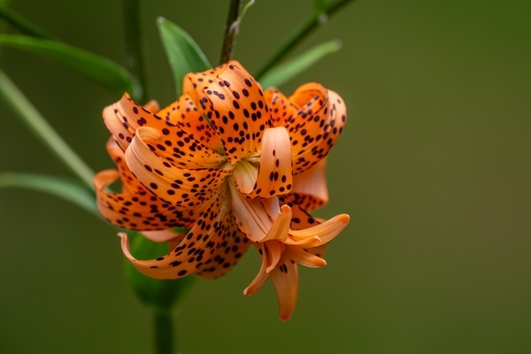 double-tiger-lily-1.jpg