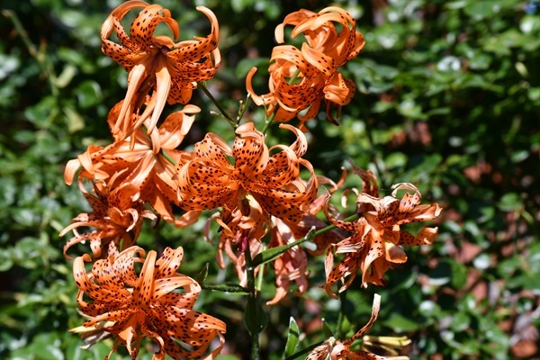 double-tiger-lily-2.jpg