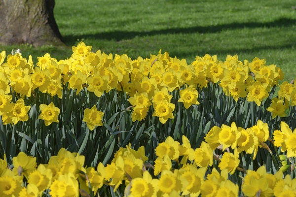 Daffodil Plant