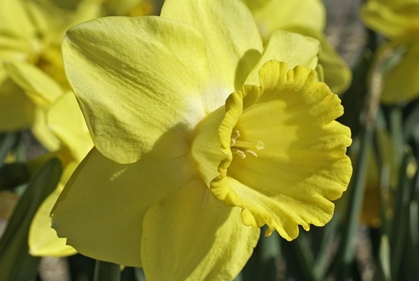 fellow-s-favourite-b.jpg fellow-s-favourite-b.jpg