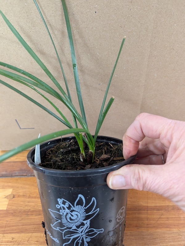 five-inch-pots.3.jpg