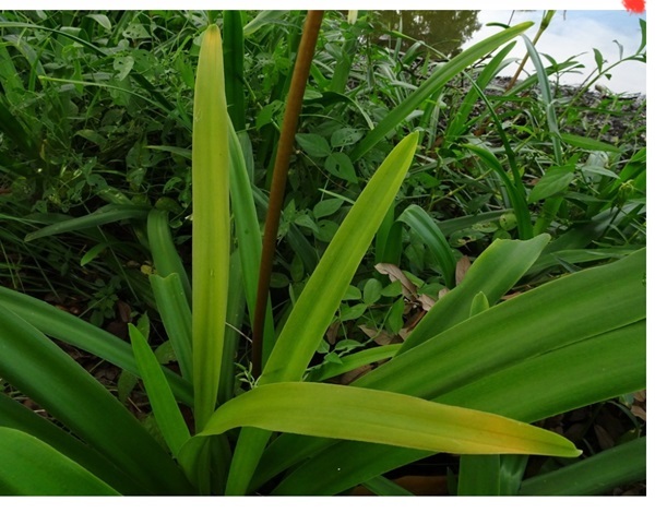 foliage.jpg