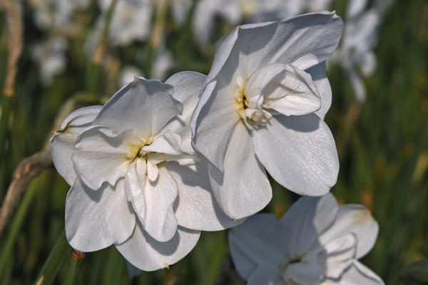 frostbite-2-.jpg frostbite-2-.jpg