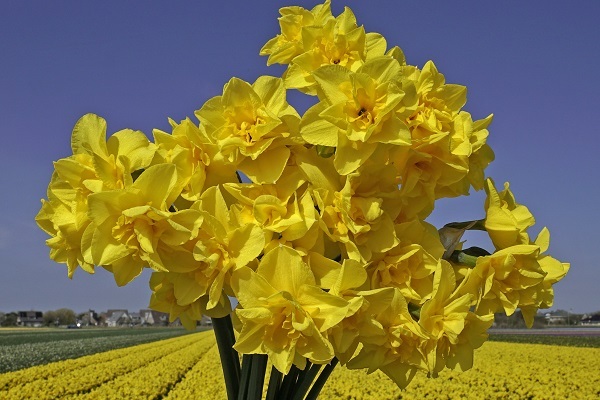 golden-delicious-600x400.jpg