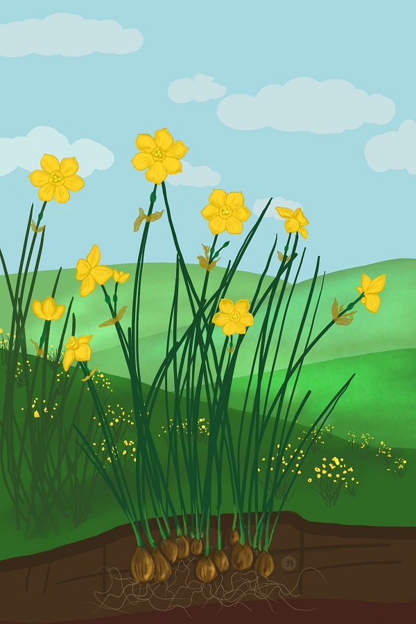 Heirloom Narcissus jonquilla "Jonquil" Daffodil Bulbs