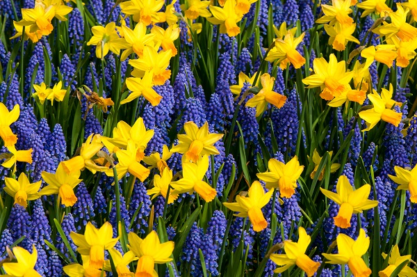 grape-hyacinth-and-yellow-daffodils.jpg