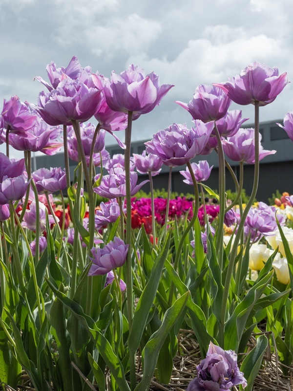 great-barrier-reef-ebr-7711.jpg great-barrier-reef-ebr-7711.jpg